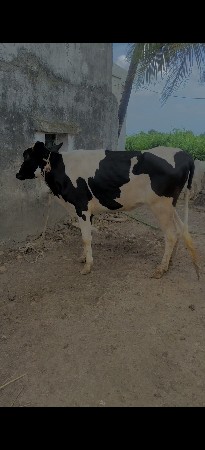 hf abs બ્રીડ ની વાસડી વેસવાની છે