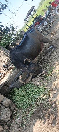ભેંસ વેચવાની છે