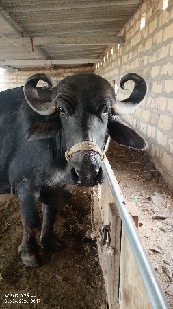 3 વેતર