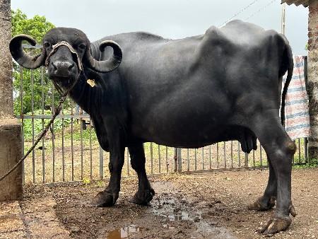 ભેંસ વહેંચવાની છે