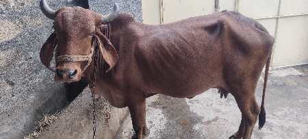 ગાય વેચવાની છે