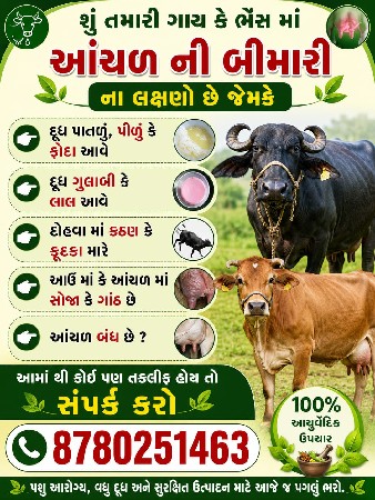 ગાય માં આંચળ ની બીમારી મટાડવા