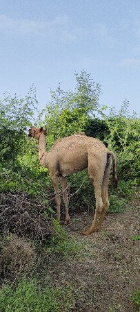 ઊંટ વેચવાના છે