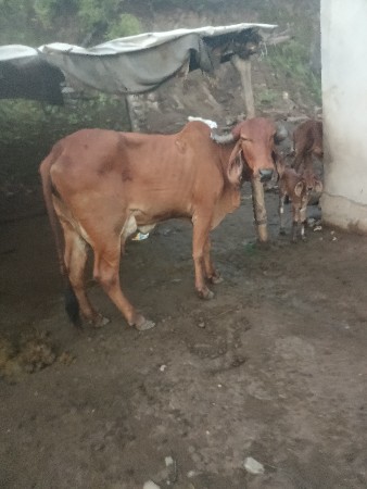 બીજા વેતર ની હોડકી દેશી વેચવાની