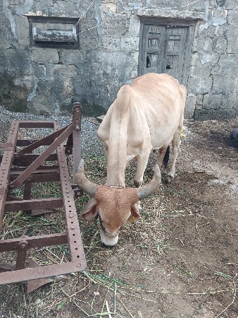ગાય વેચવાની છે