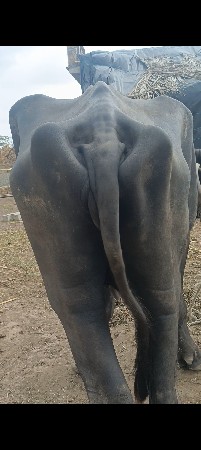 ભીંસ વેચવાની છે