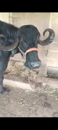 ભેંસ વેચવાની છે