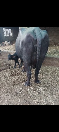 ભેંસ વેચવાની છે