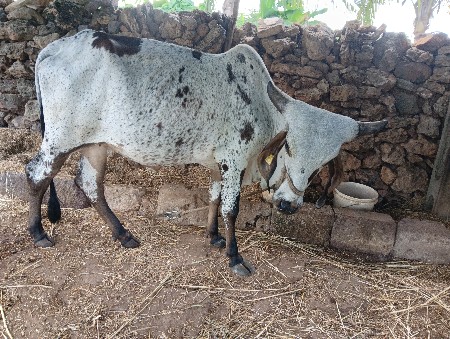 કાબરી ગાય