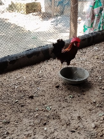ઓરીજનલ છે