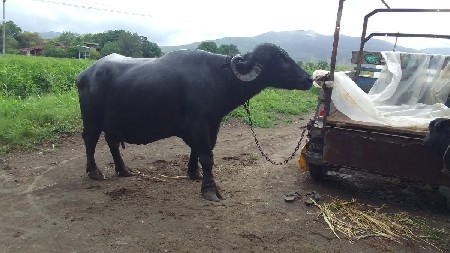 ભેંસ વેચવાની છે