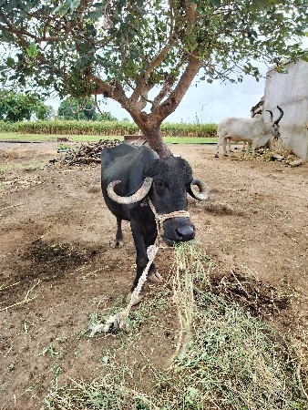 ભેંશ વેચવાની છે
