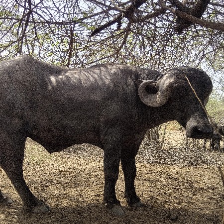 પાડો વેચવાનો છે