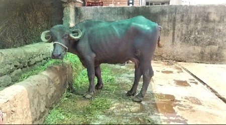 ભેસ વેચવાની છે....