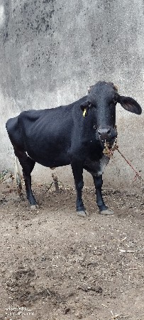 ગીર ક્રોસ  વોડકી. 2 મહિના