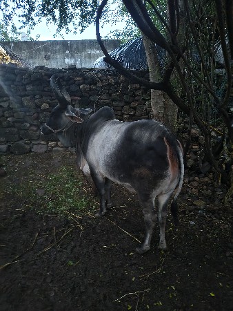 ગાય