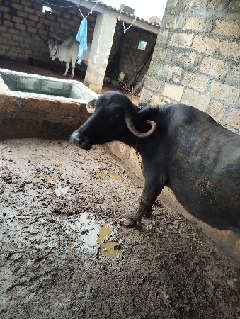 ભેંસ વેચવા ની સે