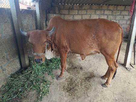 આ વાછડી વેચવાની છે