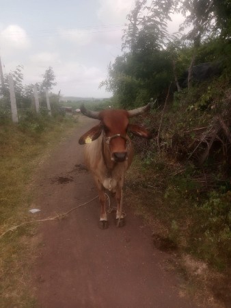 ગાય વેચવાની છે