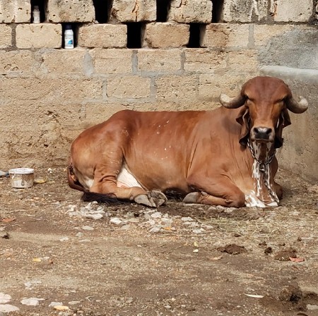 ગાય વેચવાની છે