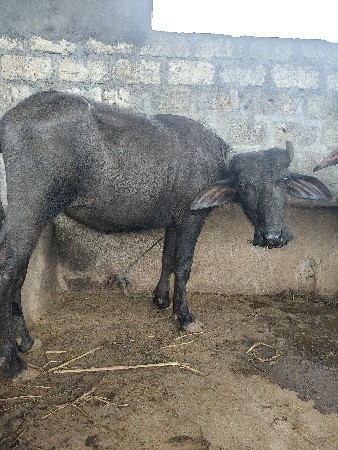 પાડી વેચવાની છે