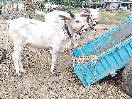 બળદ વેચવાના છે