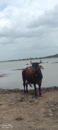 આ અજબેરી ગાય