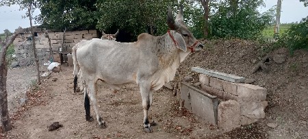 બળદ