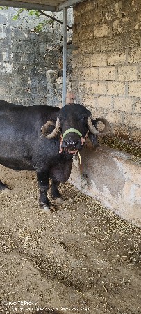 ભેંસ વેસવાની છે