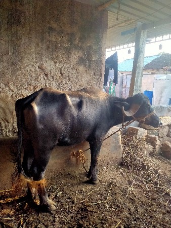 અઢી થી પુણાતણ વરસ ની ખળેલી ભેંસ