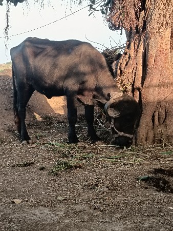 થાલી સે  બેય  1 વાર થય ગય તી