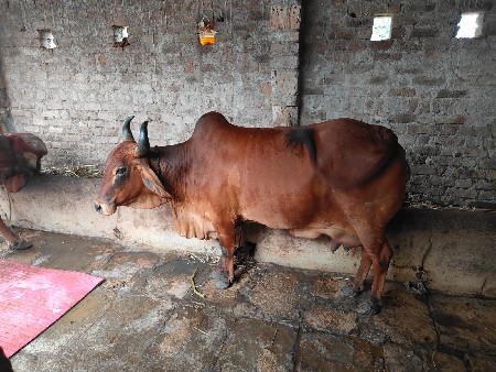 દેશી ગાય વેચવાની છે