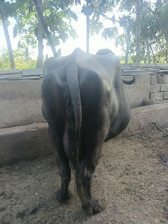 ભેંસ વેચવાની છે