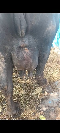 ભેંસ વેચવાની છે