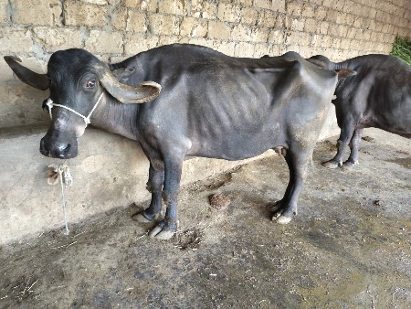 ચાર સાડા ચાર લીટર દૂધ 10 12 દિવસની
