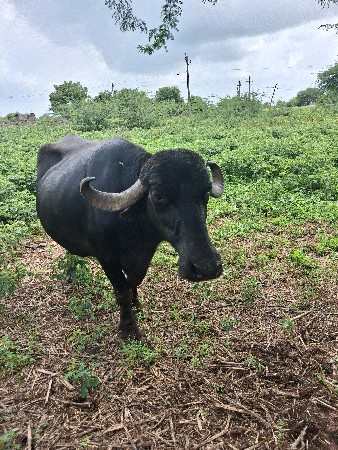 20 દીવસ ની વાર છે