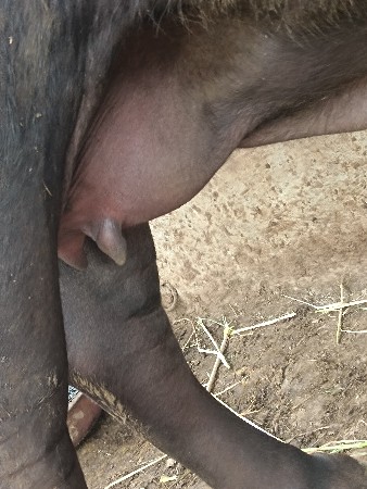 વેચવાની છે