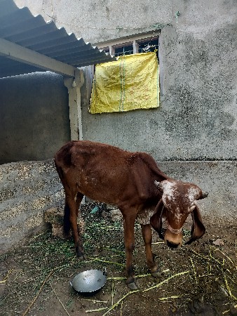 બે વરસ ની છે