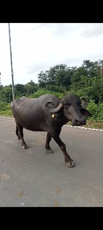 ભેંસ વેચવાની છે