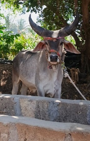 🧿આ બળદ  વેચવાનો છે 🧿
