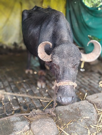 ત્રીજું વેતર ભેંસ 
 ચાર દિવસની ક