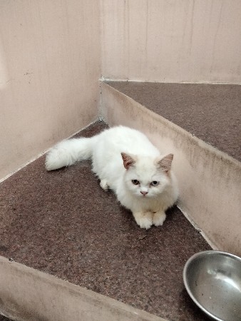 2 બિલી વેચવાની છે