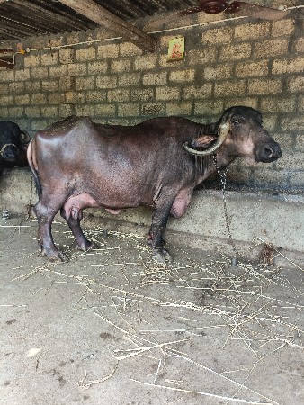 ભેસ વેચવાનીંછે
