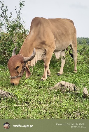 ગાય  વેચવાની  છે