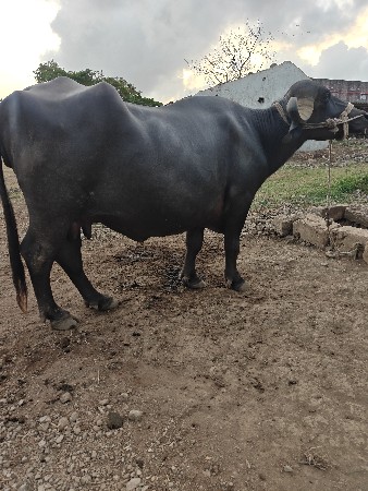 ભેંસ