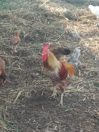 દેશી કૂકડો