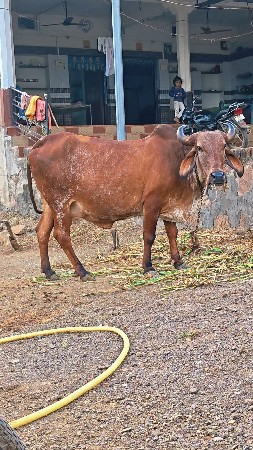 વેચવાની છે ગાય