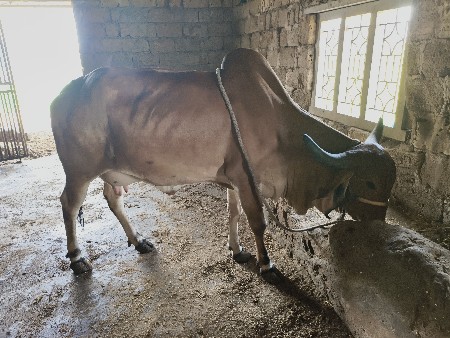 ગાય વેચવા ની છે