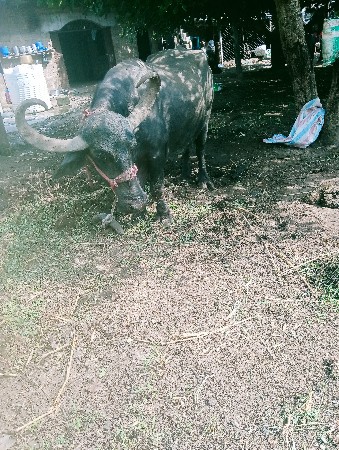 ભેસ વેચવાની છે