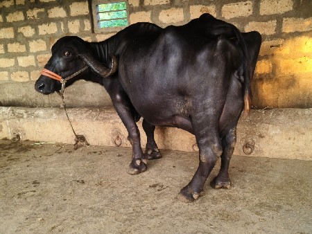 ભેંસ વેચવાની છે